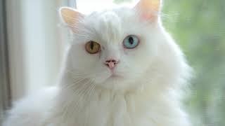 Cats with multicolored eyes 😻 - What do you call a cat with two different colored eyes? by Animals A2Z 311 views 3 years ago 1 minute, 23 seconds