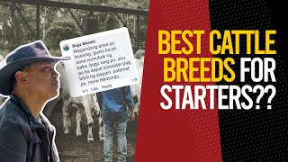 CATTLE FARMING: ARF QnA: (ENGLISH SUBS) BEST CATTLE BREEDS FOR STARTERS | ROUGHAGE SECURITY @GreatArchFarmPH