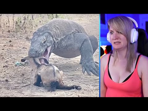 15 Merciless Komodo Dragons Swallowing Animals Part 1 | Pets House