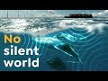 Why the Ocean Is Getting Louder | Underwater Noise Pollution