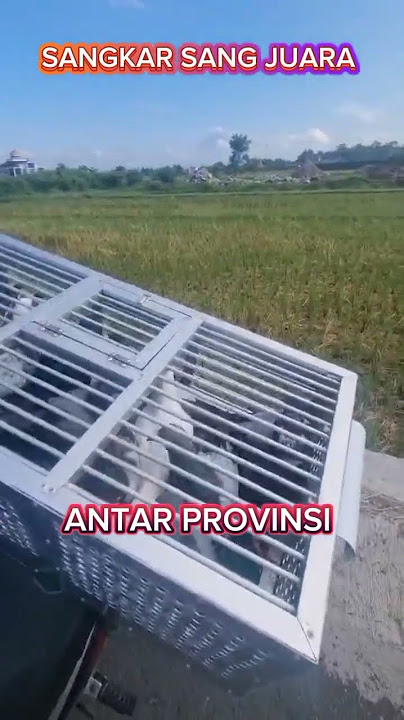 Sangkar dari baja ringan stainless seimbang dengan harga merpatinya