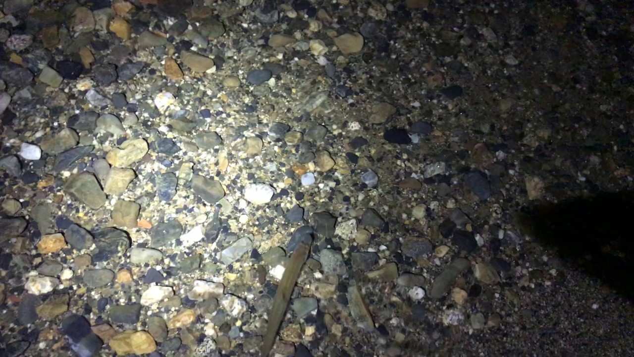 ワカサギ掬い開幕 In 琵琶湖 トトコレ