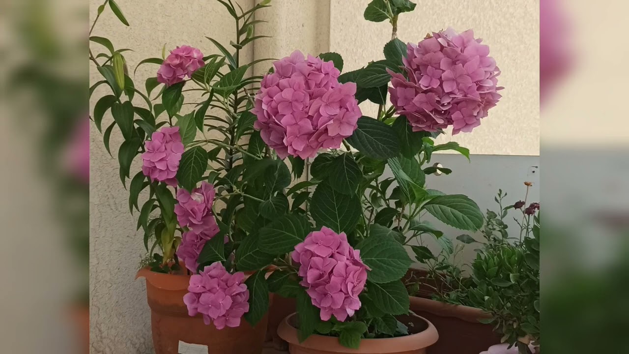 #qartenziyanin payızda budanmasi #hortenziya budama #ortanca budama#yeddigözelin budanmasi