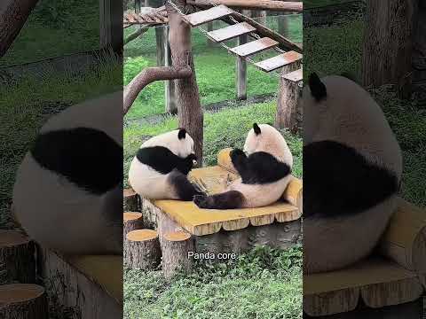 Part 94 Funny Cat ExplorePage