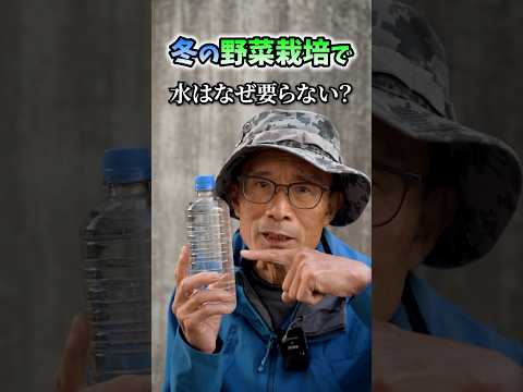 家庭菜園や農園の冬野菜栽培で水が必要ないのはなぜ！？【農家直伝】#shorts