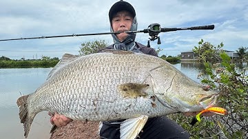 PHA CHINH PHỤC CÁ CHẼM KHỦNG QUÁ NHANH QUÁ NGUY HIỂM | Dương Bình Fishing | CÂU CÁ GIẢI TRÍ