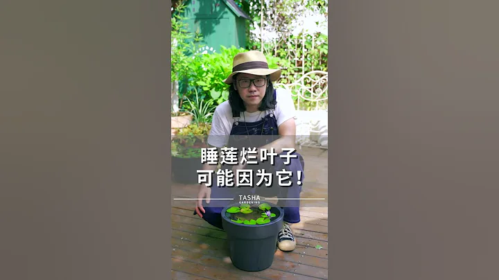 睡莲容易烂叶？看看是不是犯了这个错！ - 天天要闻
