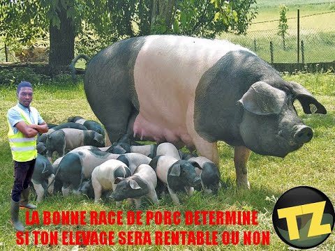 Vidéo: Comment Choisir Un Cochon