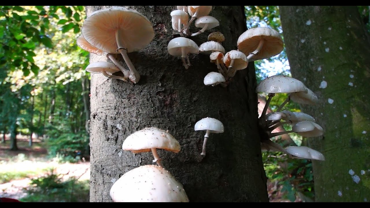 Svampejagt - Porcelænshat/ Sten Larris/ Djursland 2014