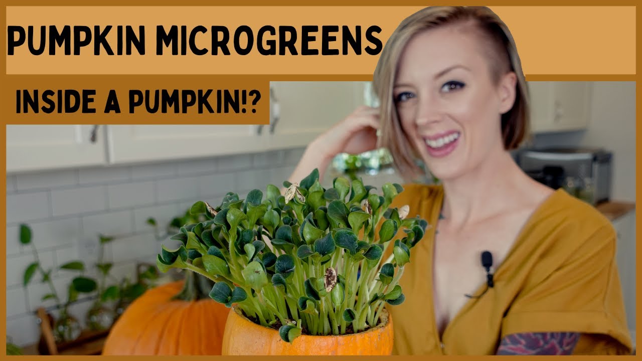 Growing PUMPKIN Microgreens INSIDE a PUMPKIN!?!? Full Walkthrough Tutorial YouTube