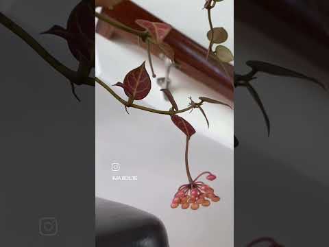 گلهای رونده هویا ی زیباوپرگل وشاداب تقدیم نگاه پر مهرتون