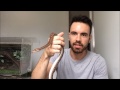 Terrário prático para serpentes / Snake Terrarium