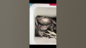 Mồi câu cá dìa #fishing