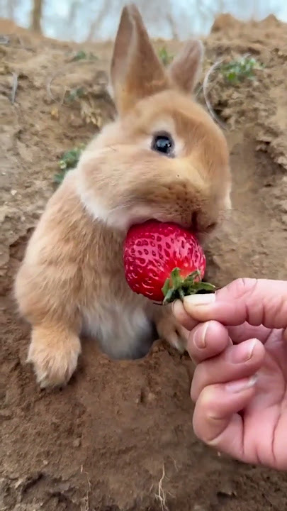 Bunny Munching ASMR 🐰 #shorts