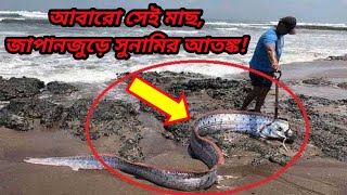 সমুদ্র থেকে ফের উঠে এল সেই মাছ || জাপানজুড়ে সুনামির আতঙ্ক || tsunami in japan || IpTv News || IpTv