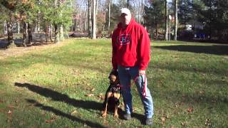 Pack Leaders Dog Rescue Presents....Libby the Rottie! Summary of session 1 With Montana