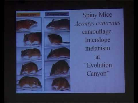 Prof. Eviatar Nevo - Evolution Canyon : A microcosm of life&rsquo;s Darwinian evolution