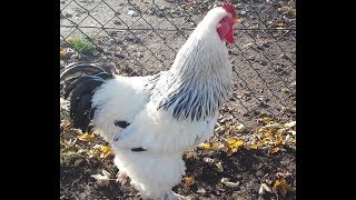 Brahma Rooster Crowing