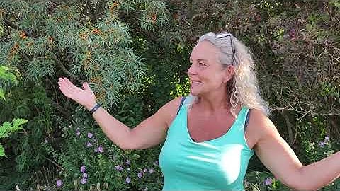 Re-writing The Ethical Permaculture Principles To Fit My Garden! Nordic Food Forest