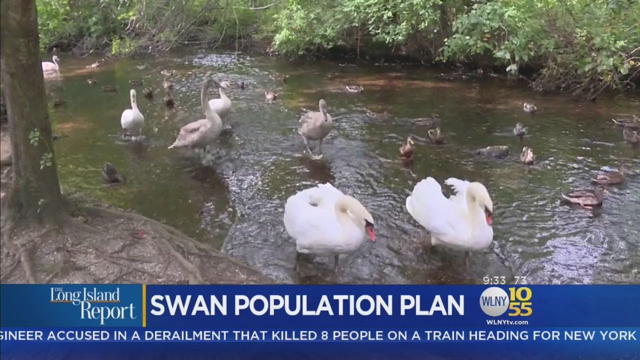 State Looks For NonLethal Solution To Growing Swan Population YouTube