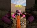 Playing as a cat in DayZ