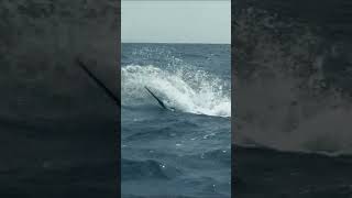 THE ADRENALINE_PACKED PURSUIT OF GIANT MARLIN IN CAPE VERDE, AFRICA - STAURT SIMPSON