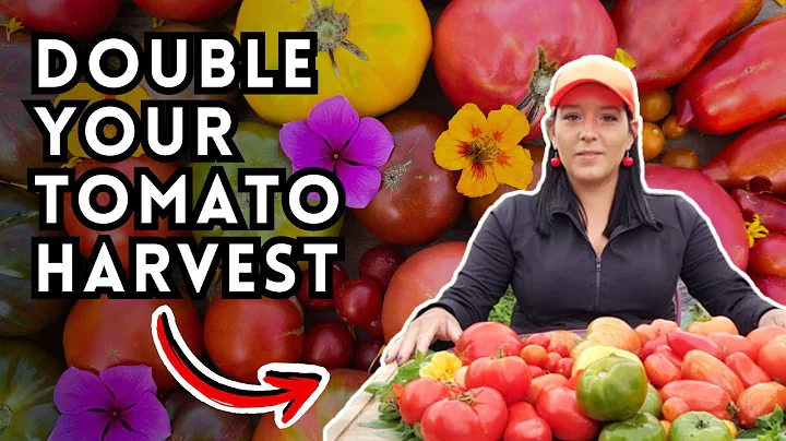 Tomato Fertilizer Secrets To Double Your Harvest - My Tomato Fertilizer Schedule