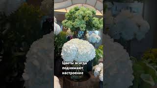 Цветы это всегда красиво#узбекистан #hilton #ташкент