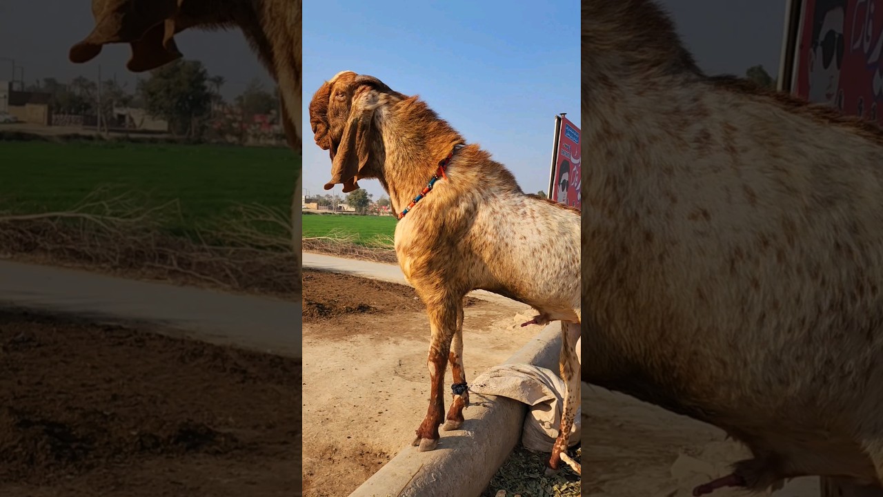 Makkhi Chini bakri 16500 ki 03354746487