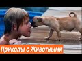 Приколы с животными / Смешные животные / Новые приколы 2020 / Эти милые животные /Видео про животных