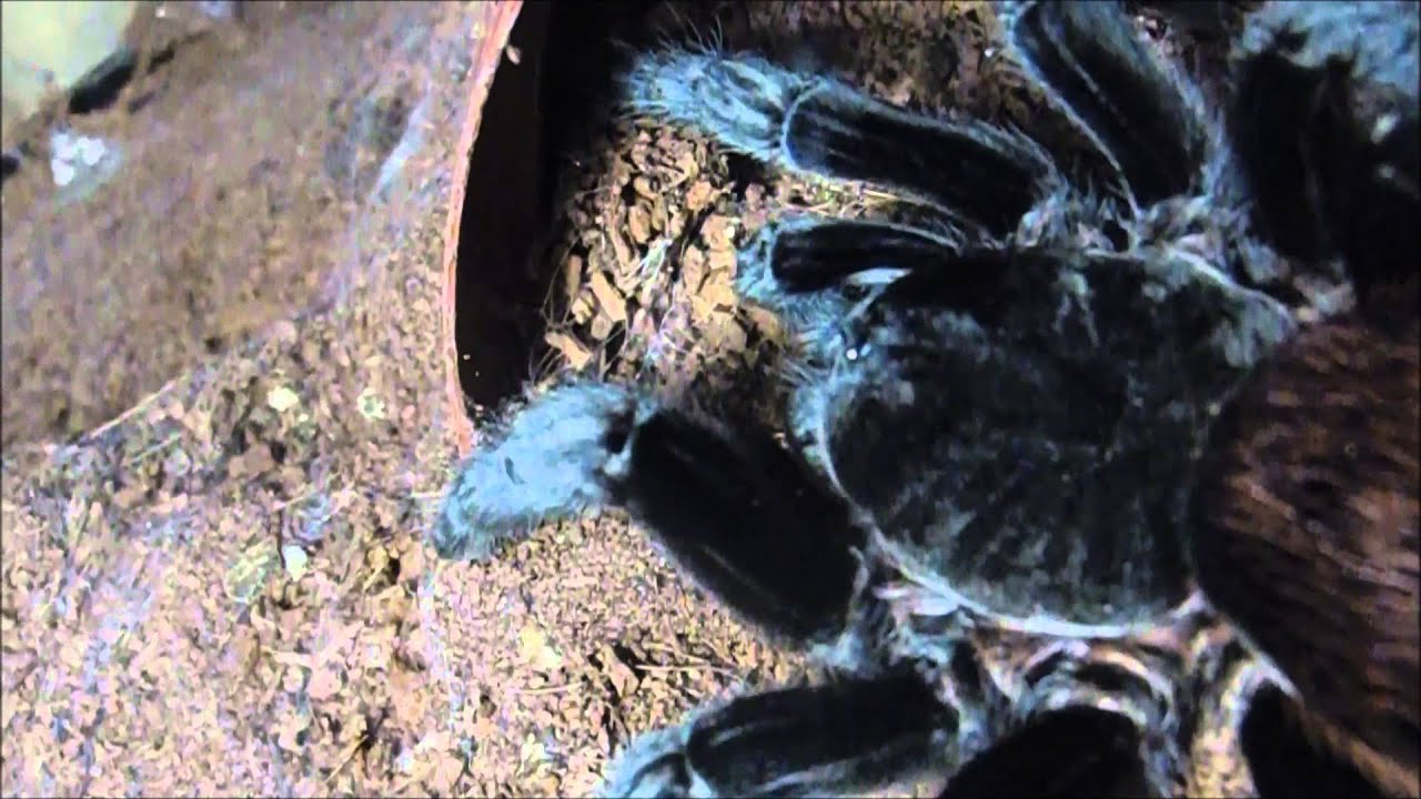 spider monkey our oldest tarantula 14 years