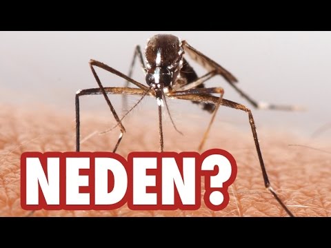 Sivrisinekler Bizi Neden Isırır?