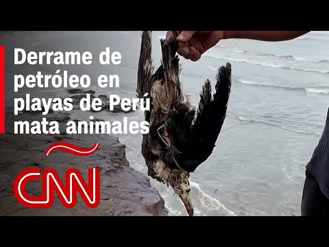 Video: ¿Cuántas aves mueren en derrames de petróleo?