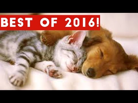 the-best-funny-pet-&-animal-videos-of-2016-weekly-compilation-|-funny-pet-videos