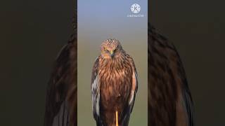 The falcon || video || viral video ||