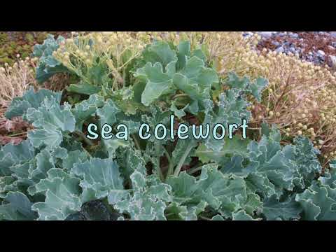 Vidéo: Sea Kale Information - Qu'est-ce que le Sea Kale et le Sea Kale est-il comestible