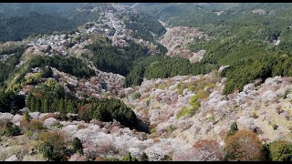 「一目千本」吉野山で桜が見ごろ