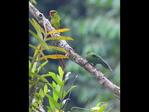 Mindanao Lorikeet