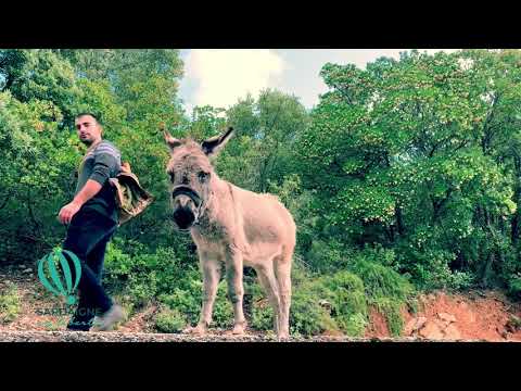Randonnée en âne en Sardaigne dans la région de Osini ( Ogliastra )