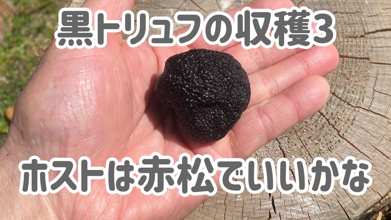 国産黒トリュフ（イボセイヨウショウロ）山梨から