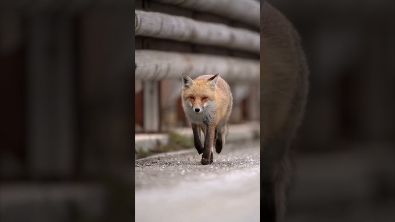 The Red Fox's Walk in Stunning Slow Motion 