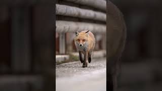 The Red Foxs Walk In Stunning Slow Motion redfoxslowmotionnaturebeautywildlifephotography fox