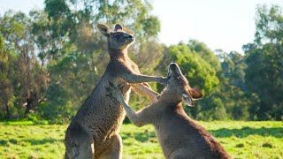 Cute Kangaroo’s Behaviour Funny Animals Compilation #2 | Australian Wildlife 4K