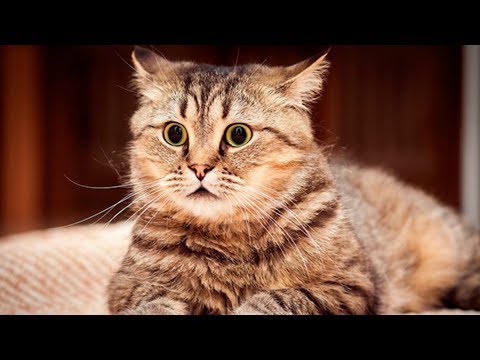 Vídeo: Como Afugentar Um Gato