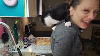 Oswald the Cat CLIMBS! | Cooking With Kim Clip | Life With 18 Cats