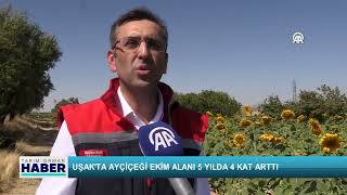 Uşakta Ayçiçeği Ekim Alanı 5 Yılda 4 Kat Arttı
