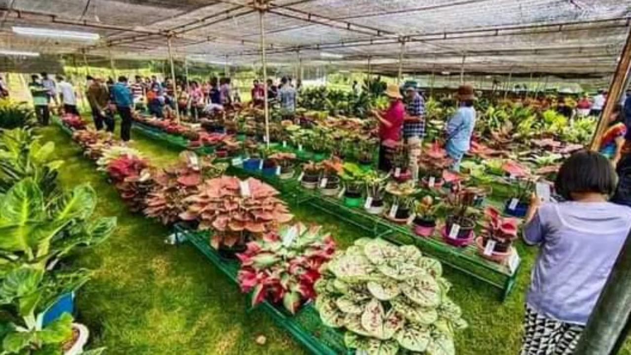 Caladium Show in Thailand