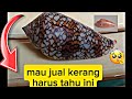 jual kerang harus paham. #rareshell#seashell#marinelife#ocean#shorts