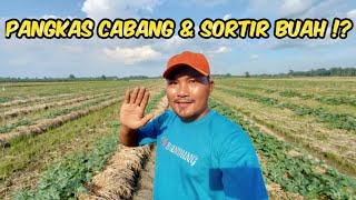 Pangkas Cabang, Sortir Buah, Perlukah.⁉️ Semangka Usia 27 HST #nardyshu #pertanian #semangka