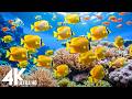 Under Red Sea 4K -Beautiful Coral Reef Fish in Aquarium, Sea Animals for Relaxation,4K Video UHD #30